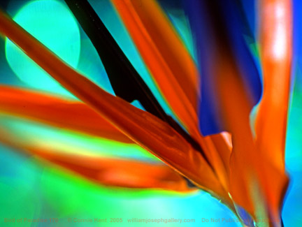 http://intodesigninc.files.wordpress.com/2010/04/kent-wjg-170-bird-of-paradise-flower-photo-print-poster-wsl-horizontals-color-orange-blue-blossom1.jpg